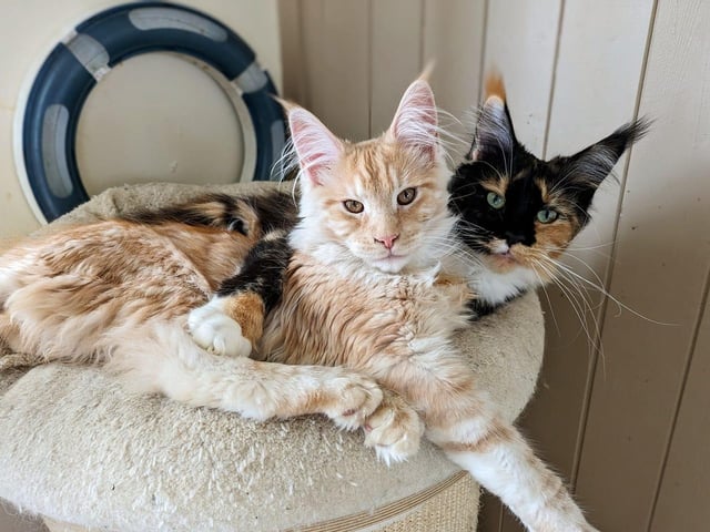 Here are two Scarborough kitties called Bruce and Ruby having a nice snuggle.
