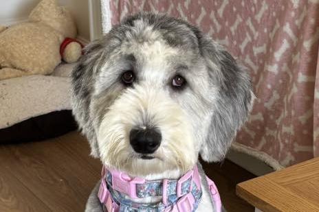 Winnie in a very cute harness.