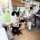 Tina Lewis and some of the cats she looks after at Filey Cat Rescue in North Yorkshire. Image: Lee McLean/SWNS