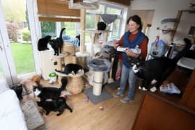 Tina Lewis and some of the cats she looks after at Filey Cat Rescue in North Yorkshire. Image: Lee McLean/SWNS