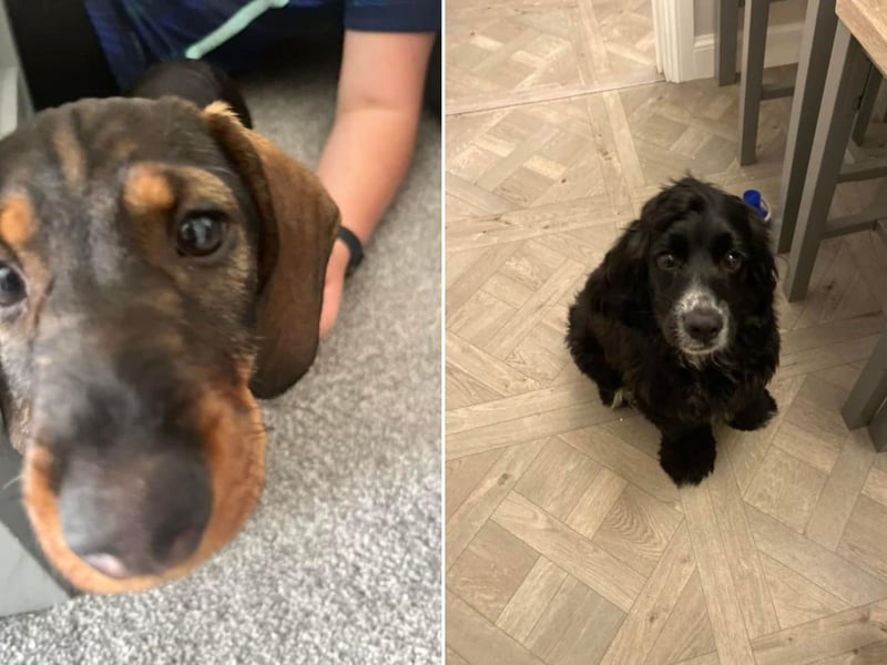 Kerry Locker sent us these pictures of Rufus and Rockie.