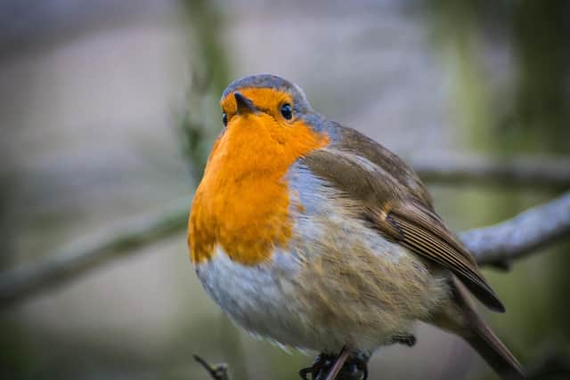 There are lot of things that we can do to help wildlife this winter - Animal News Agency