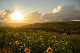 Sunflowers at Glaisdale, by James Hines.