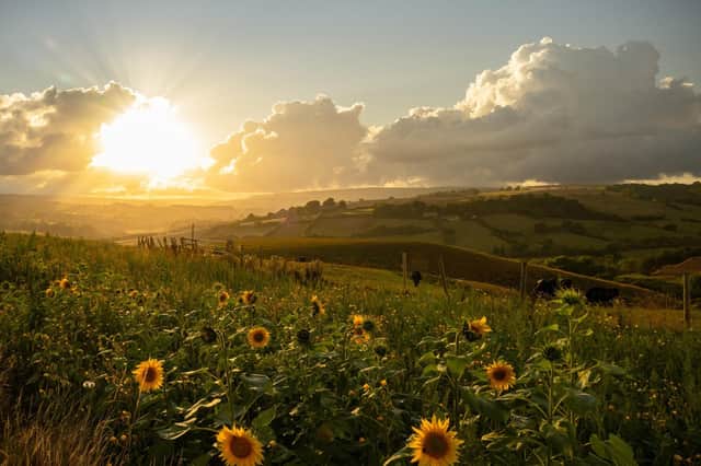 Sunflowers at Glaisdale, by James Hines.