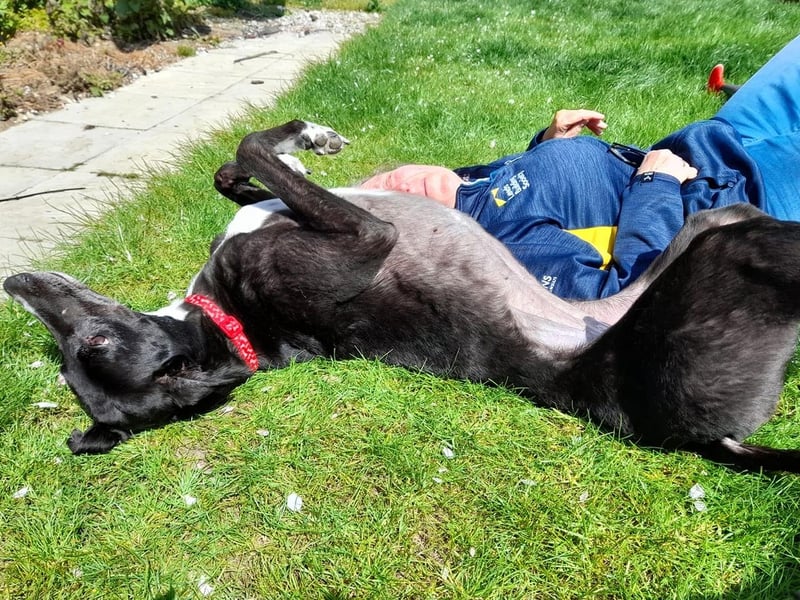 This is Jet, an ex-racing dog who came from Greyhound Trust North Yorkshire and now lives a calmer life in Scarborough.
