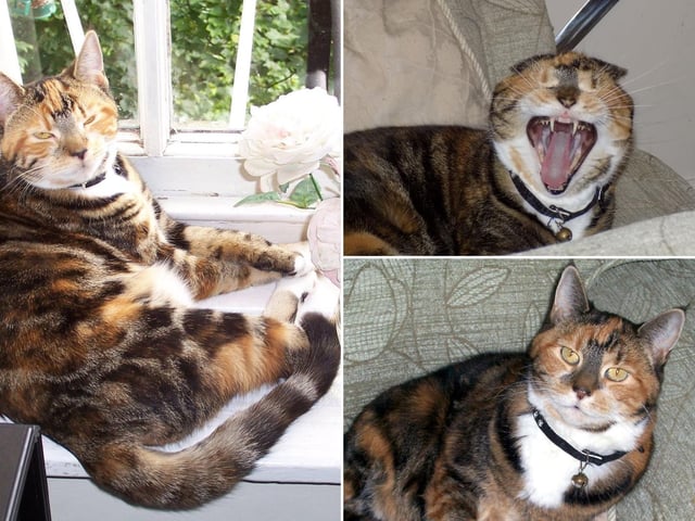 A collage of the beloved cat Madam Brussels.