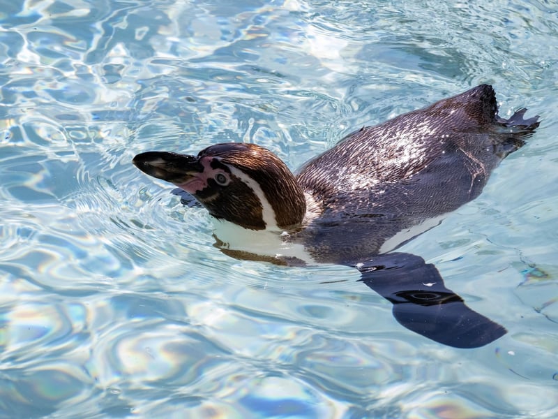 A lovely refreshing dip in the pool on a hot day!