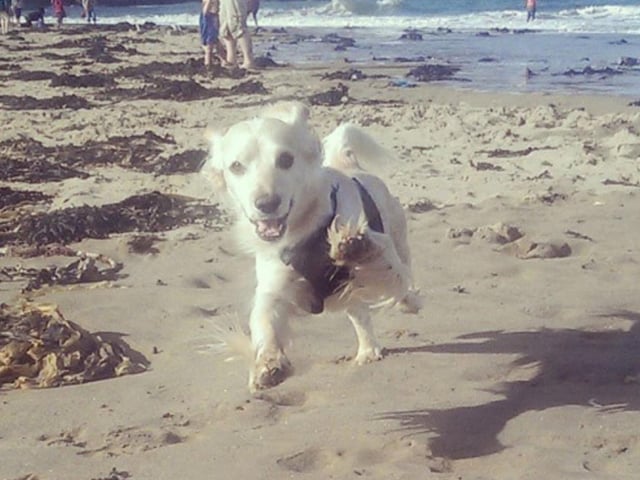 Charlie, submitted by Maria Louise.