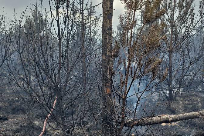 A lot of the land at the fire has perished, but the long-term impact of the blaze is as of yet unknown.