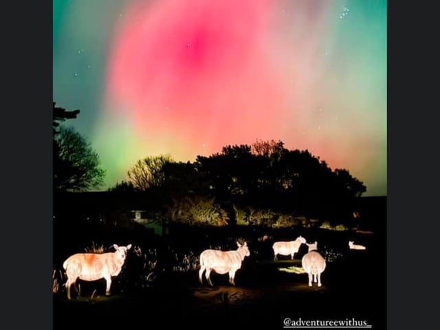 Sheep captured enjoying the light show near Whitby!
