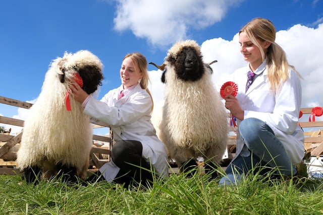 Courtney Evans and Bethan Parker with Swiss Villais Black Nose sheep.
picture: Richard Ponter