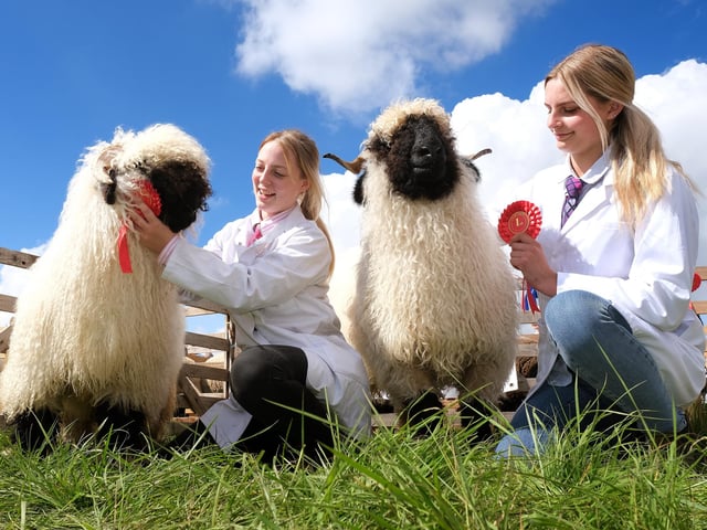 Courtney Evans and Bethan Parker with Swiss Villais Black Nose sheep.
picture: Richard Ponter