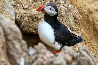 This beautiful puffin was snapped at Bempton Cliffs, an RSPB site famous for being the home of migratory puffins in the summer.