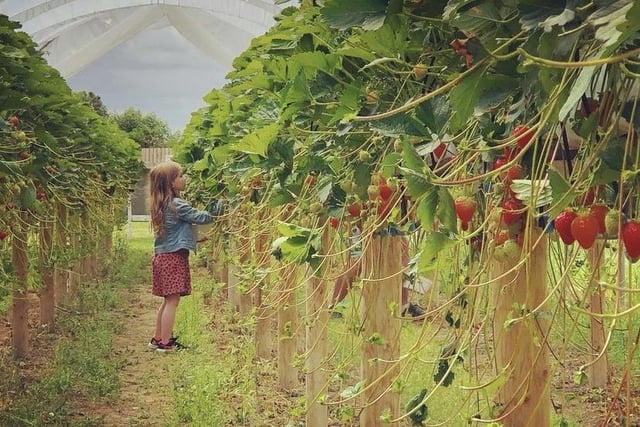 Balloon Tree Farm Shop & Cafe, Gate Helmsley, North Yorks.
During summer months the farm offers the opportunity for customers to pick their own fruit and vegetables.
It has been growing soft fruit and vegetables on this site for more than 35 years.
Over the years it has experimented with different varieties and growing methods of strawberries to ascertain what is best for both flavour and yield.
It now grows Vibrant, Malling Centenary and Florence varieties.