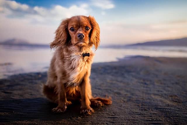 Whitby is dominating the lead-up to the first Dog Friendly Cottages Awards on November 4.