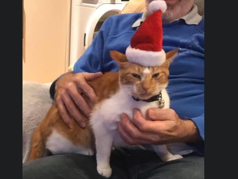 This kitty from Whitby looks very cute in their santa hat, however they don't seem to be very pleased about it!