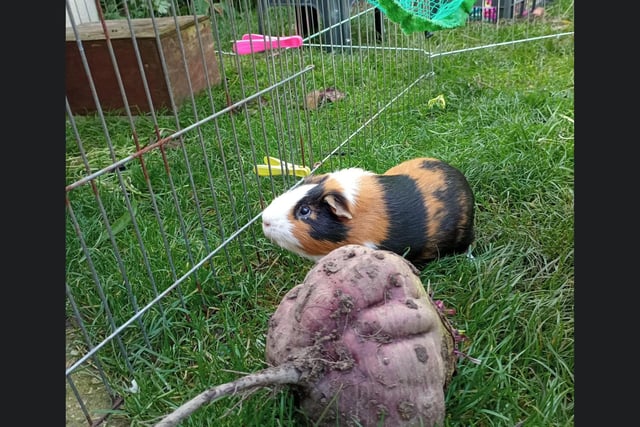 This little guinea pig is outside enjoying the grass.