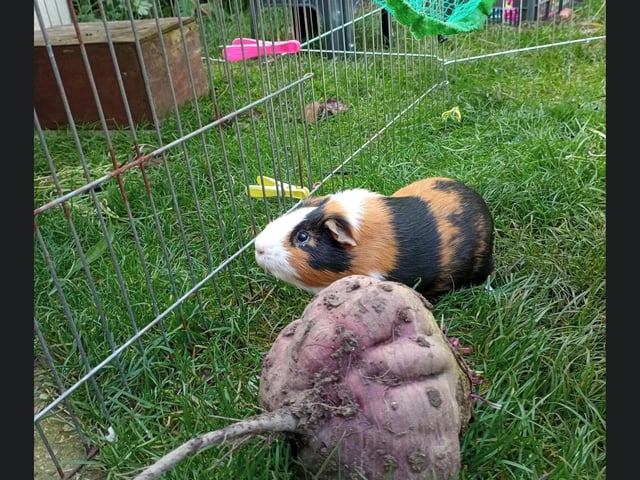 This little guinea pig is outside enjoying the grass.