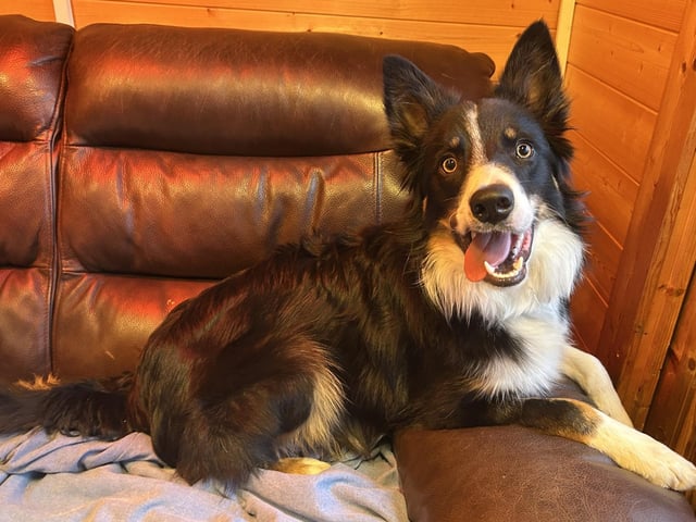 Ollie is a eight-month-old Border Collie who came to the centre as his previous owner could not manage his needs. Ollie is a really lovely lad who has been badly let down in his short life. Ollie is a farm bred collie and so has lots of energy and is highly intelligent. Ollie is a remarkable dog who has so much to offer. Ollie really is the most fantastic dog. He is kind, loving and very friendly and just needs a family who will channel his natural instincts in to family life. He is so keen to please his people and is ever so affectionate. Ollie really will make the most amazing best friend to the family who are willing to put the time in to him.