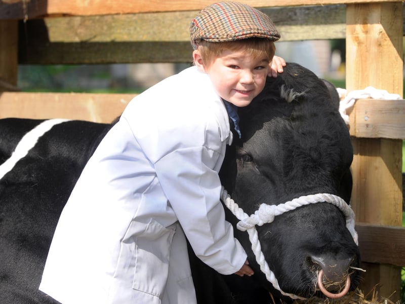 Thornton Le Dale Show 2011; three-year-old William Mackley from Folkton, Scarborough with Bluegrass Firestar, a British Blue thats entering its second show.