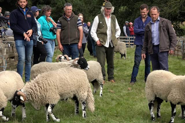 Sheep judging at Farndale Show