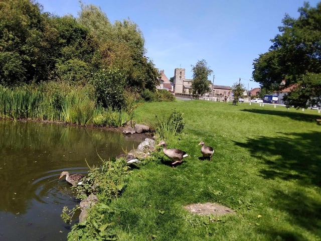 Bempton duck pond
