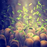 The gut microbes can have an effect on organs throughout the body. Photo: AdobeStock