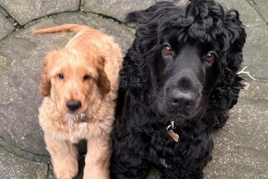 Barnaby and Dougal looking cute as can be!