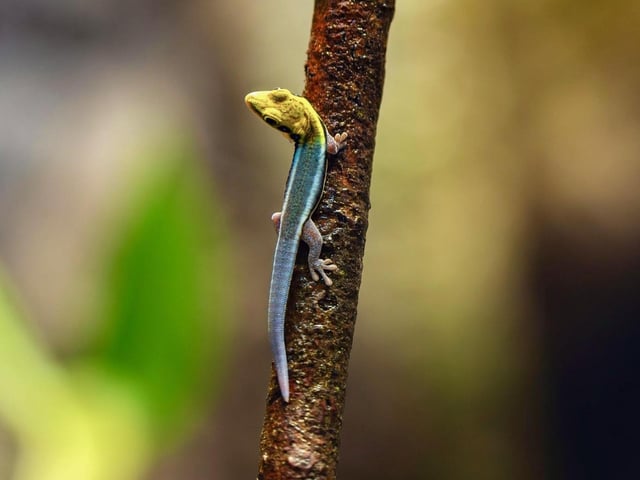 Yellow-headed Day Gecko
