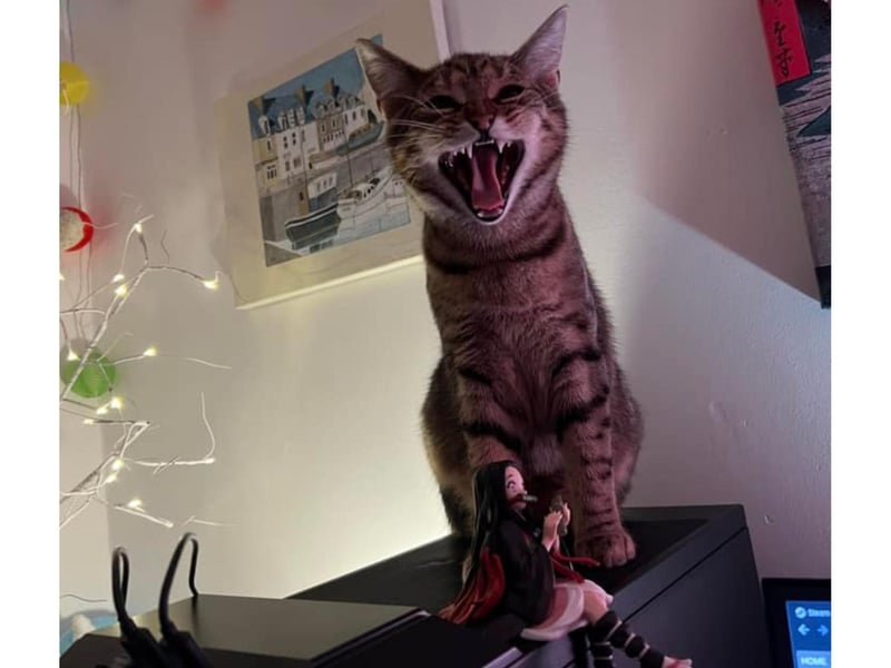 This is Leo who is keeping warm on the computer. Leo was rescued from Amotherby Cat and Kitten Rescue and now lives in Scarborough, where he loves to play fetch.