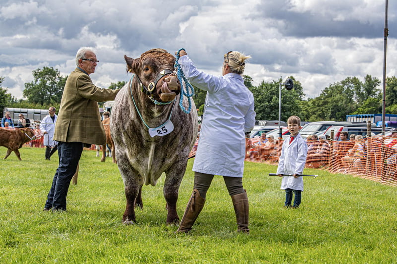 Seven-year-old George Baker watching his family's beef shorthorn being judged at Ryedale Show