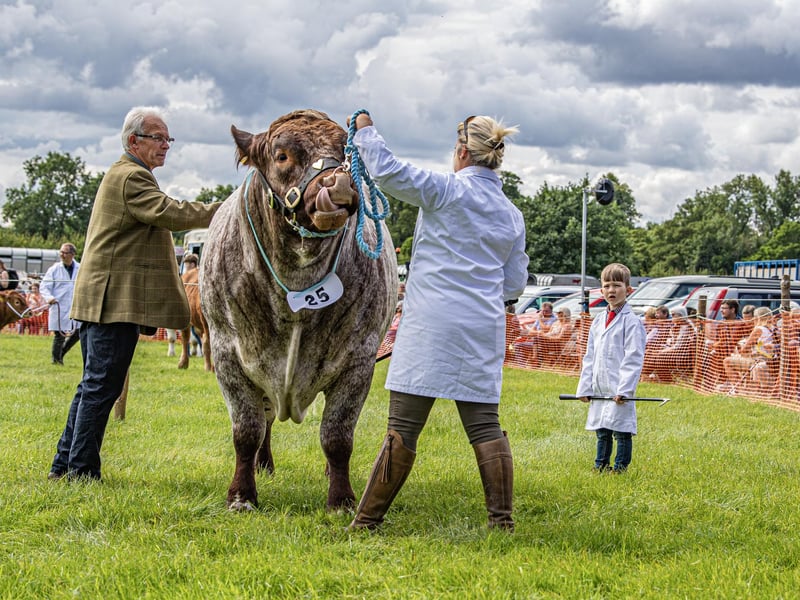 Seven-year-old George Baker watching his family's beef shorthorn being judged at Ryedale Show