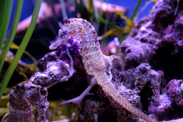 A seahorse in the tank