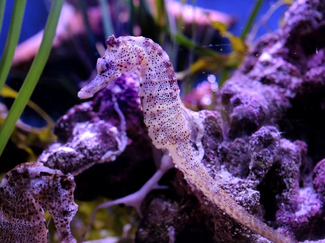 A seahorse in the tank