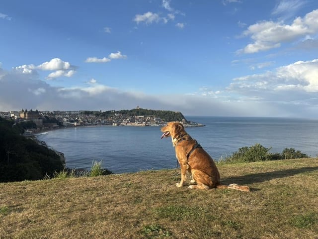 A stunning dog taking in a stunning view.