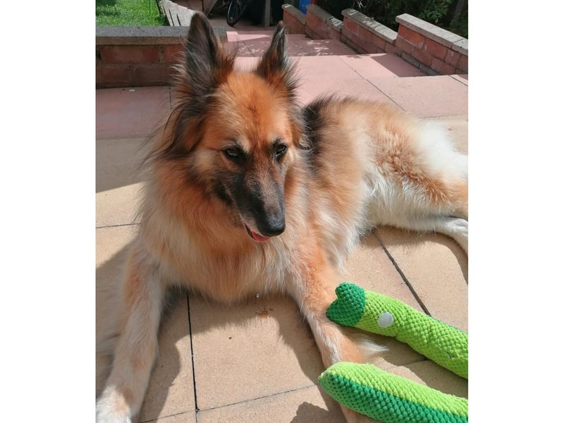 Here is Poppy the rescue with her toy.