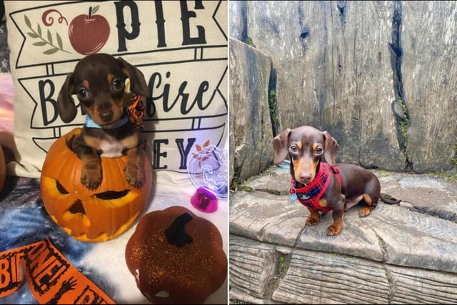 Here's little Benji from Bridlington, on left he is pictured at just 9 weeks and on the right is an update of him aged 7 months.