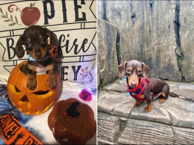 Here's little Benji from Bridlington, on left he is pictured at just 9 weeks and on the right is an update of him aged 7 months.