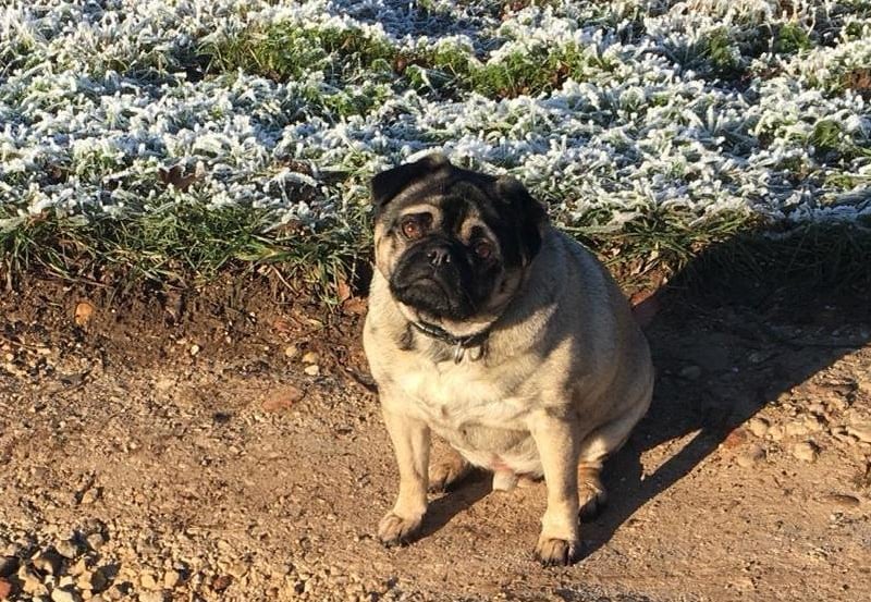 This is Barney, he was rescued from Breeds in Needs and has now been living happily with his Bridlington based owners for three years.