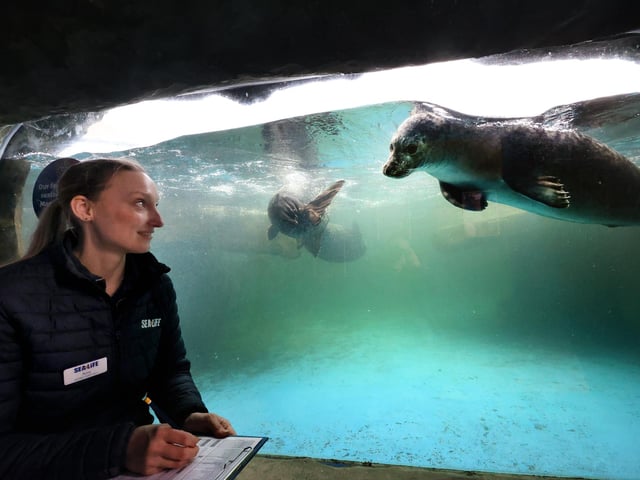 The Seals greet Amy