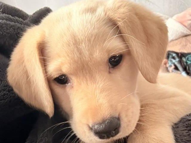 Luna the puppy with her new family.