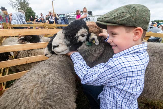 Tyler Thompson, aged nine of Rosedale, with a group of Swaledale Sheep at the 2022 Egton Show.