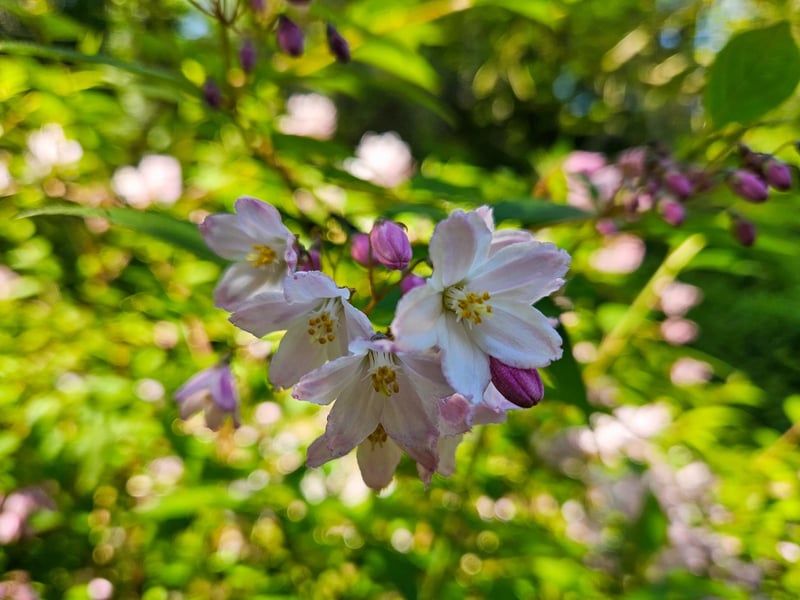 Pretty spring blossoms captured by Jenna Jackson.