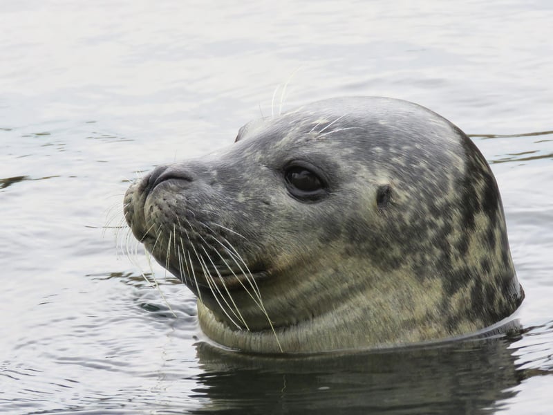Seal spotted in the inner harbour.