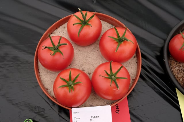 Prize-winning tomatoes