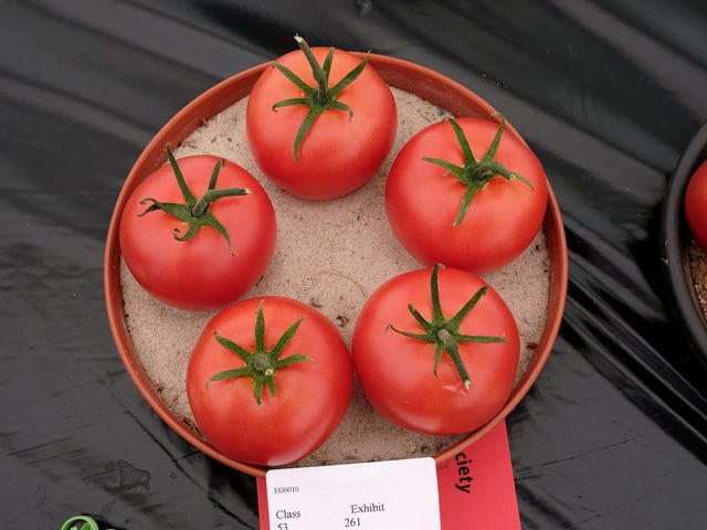 Prize-winning tomatoes
