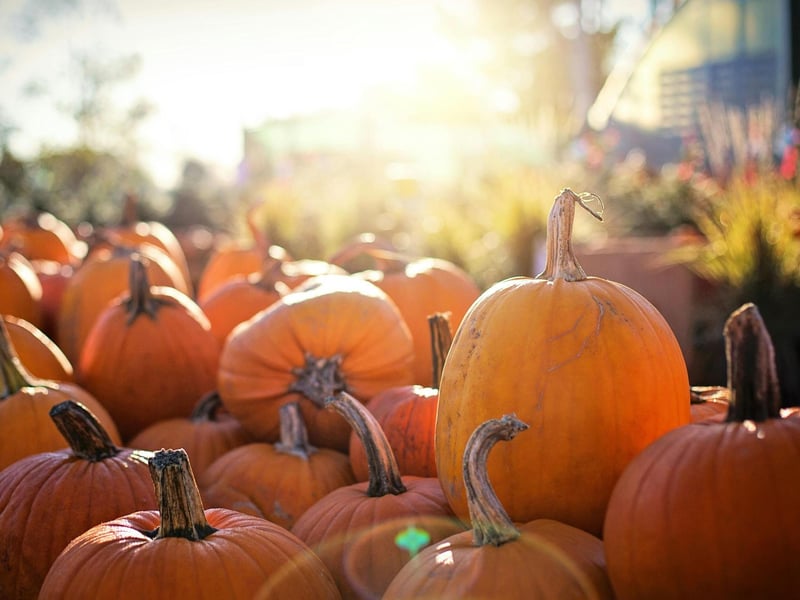 The Flower Belt in Helmsley will be hosting different activities on October 11, 12, 18, 19 and 25- 30. Visitors can go pumpkin picking and have a stroll through the wild flower gardens.