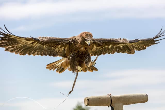 Gothic Falconry is on its way to Whitby Abbey.picture: Nigel Wallace-Iles