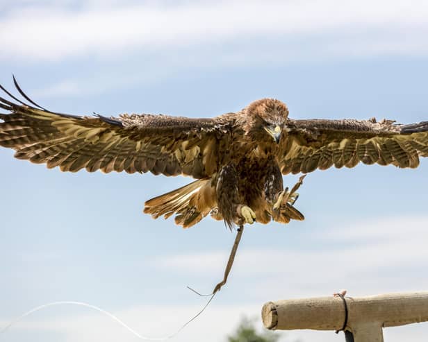 Gothic Falconry is on its way to Whitby Abbey.picture: Nigel Wallace-Iles