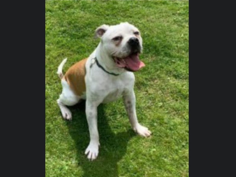 Casper is a two year old Bulldog, who is lovely but also nervous. He needs to be rehomed with experienced owners, who live in a quiet home away from traffic. Casper has some issues with his gait and has had tests done, he does not require treatment at this stage but may require some as he gets older. Call Bob on 01947 810787 to enquire.